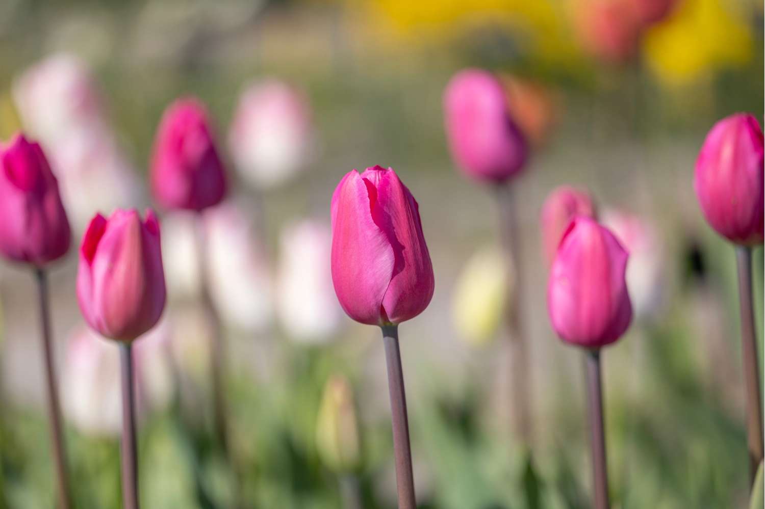 Tulipe 'Don Quichotte'